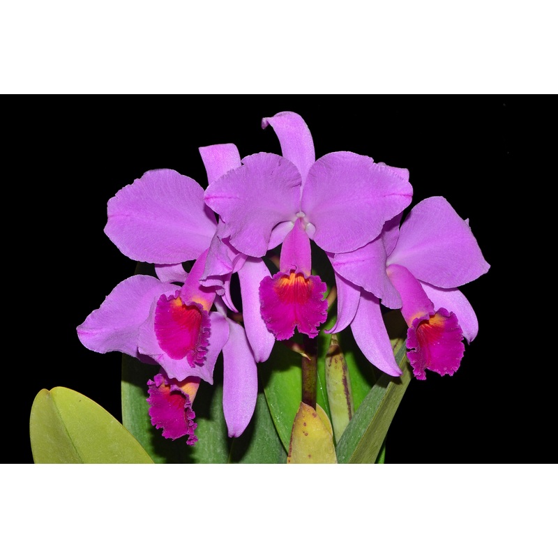 Cattleya trianae splash x ‘Venezuela’