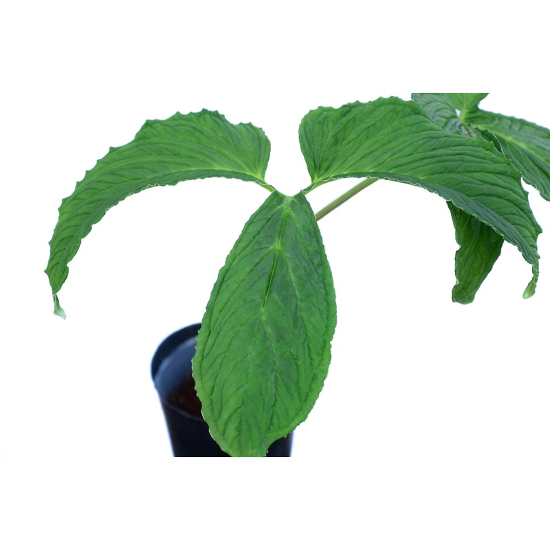 Chlorospatha corrugata