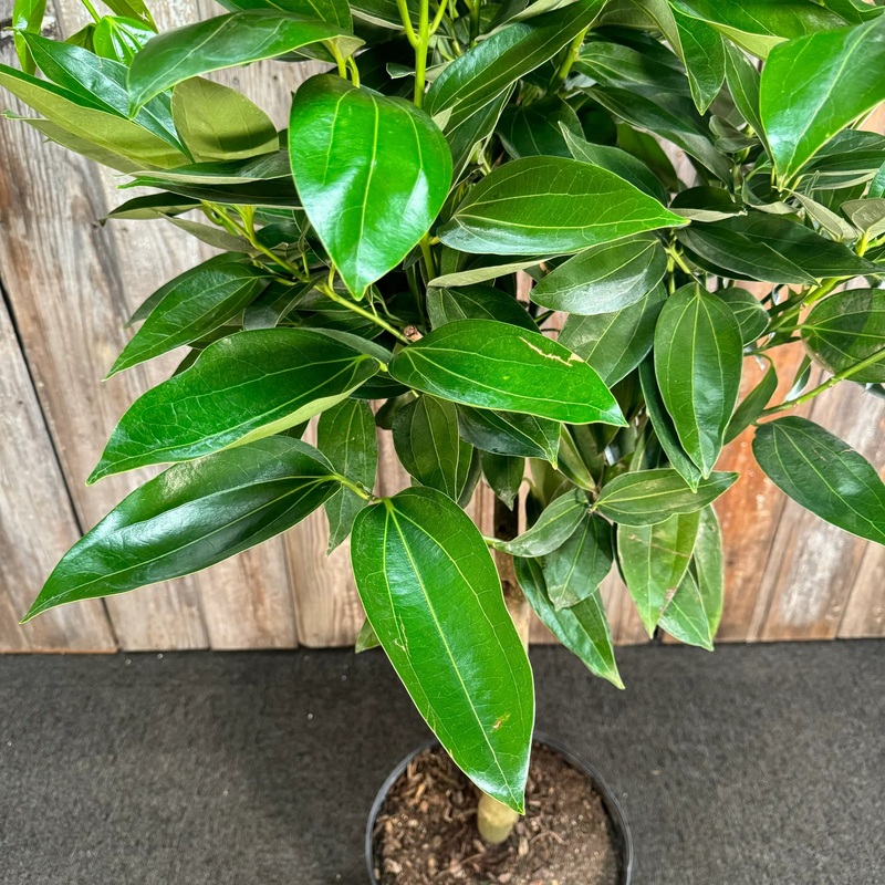 Cinnamomum verum – True Cinnamon Tree