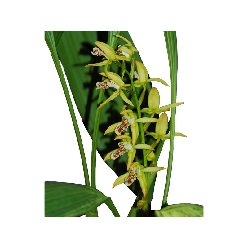 coelogyne peltastes