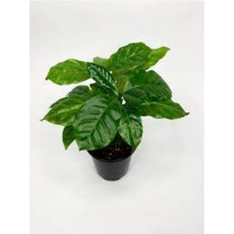 Coffea arabica – Coffee Plant|4″|6″|8″|10″