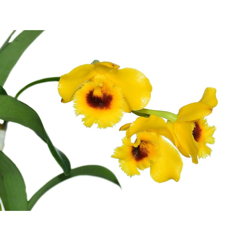 Dendrobium chrysotoxum var. suavissimum