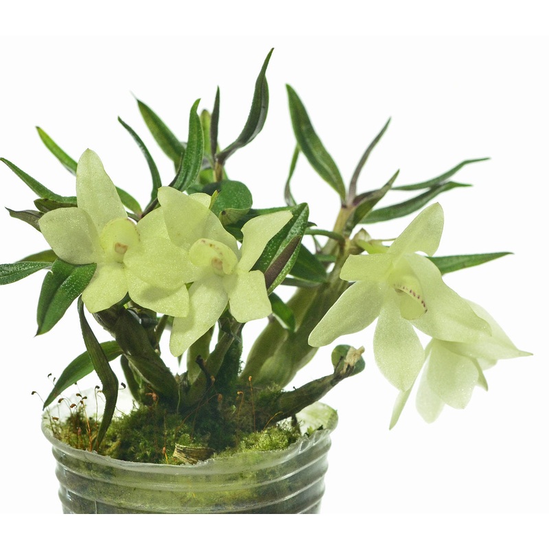 Dendrobium Mountain Magic f. alba