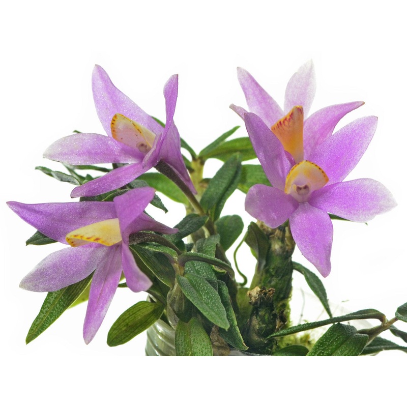 Dendrobium Mountain Magic f. pink