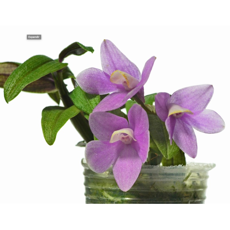 Dendrobium Uzhupud Jewels
