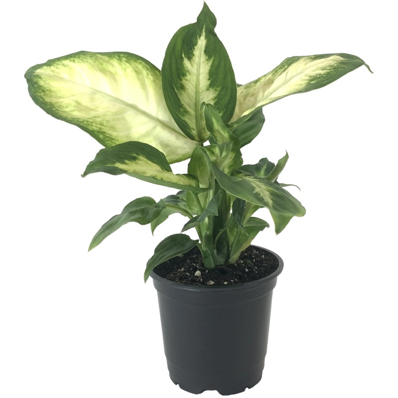 Dieffenbachia seguine – Camille