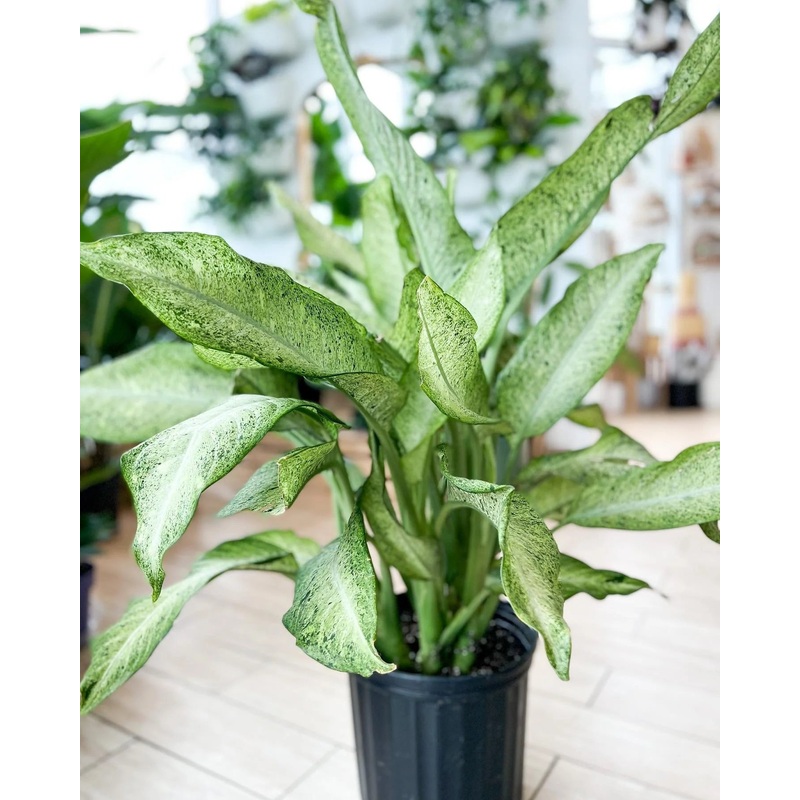 Dieffenbachia Seguine – Camouflage