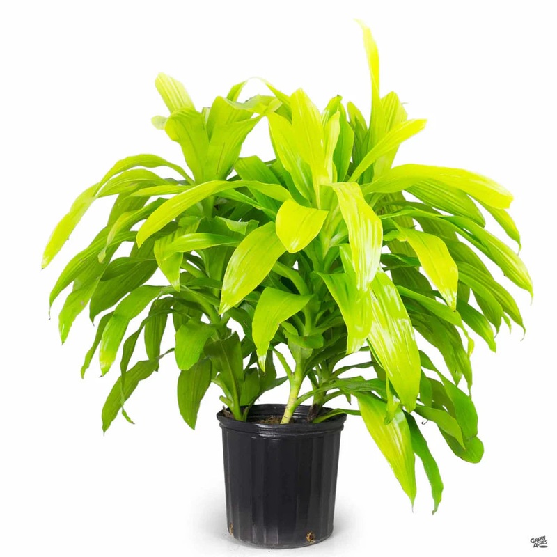Dracaena fragrans – Limelight|10″