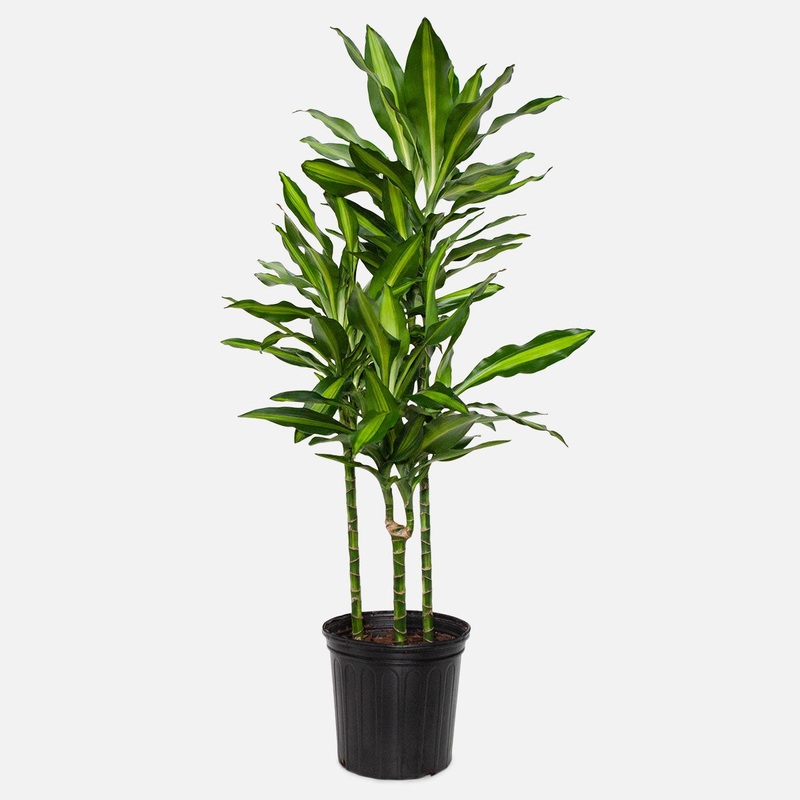 Dracaena fragrans steudneri – Cintho Cane