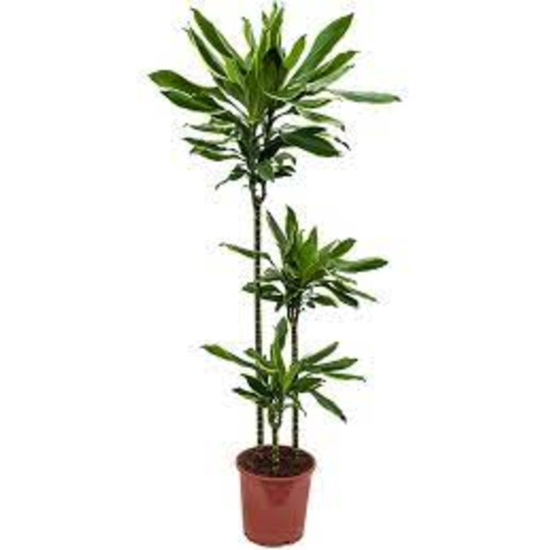Dracaena Gold Dream|10″