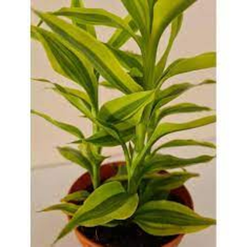 Dracaena Sanderiana Gold – Bamboo Plant