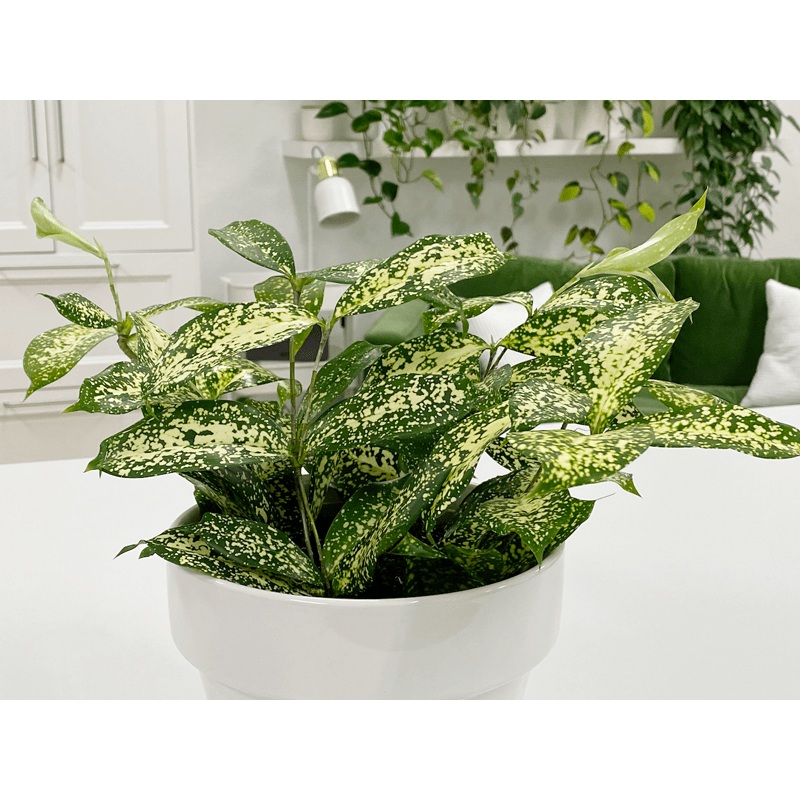 Dracaena surculosa – Florida Beauty