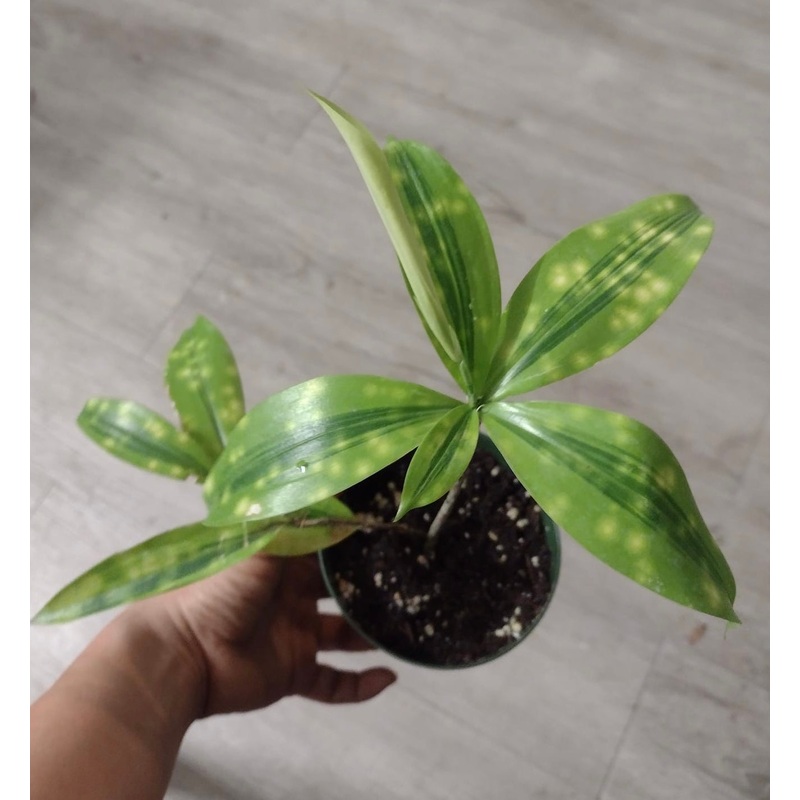 Dracaena surculosa Gold Dust