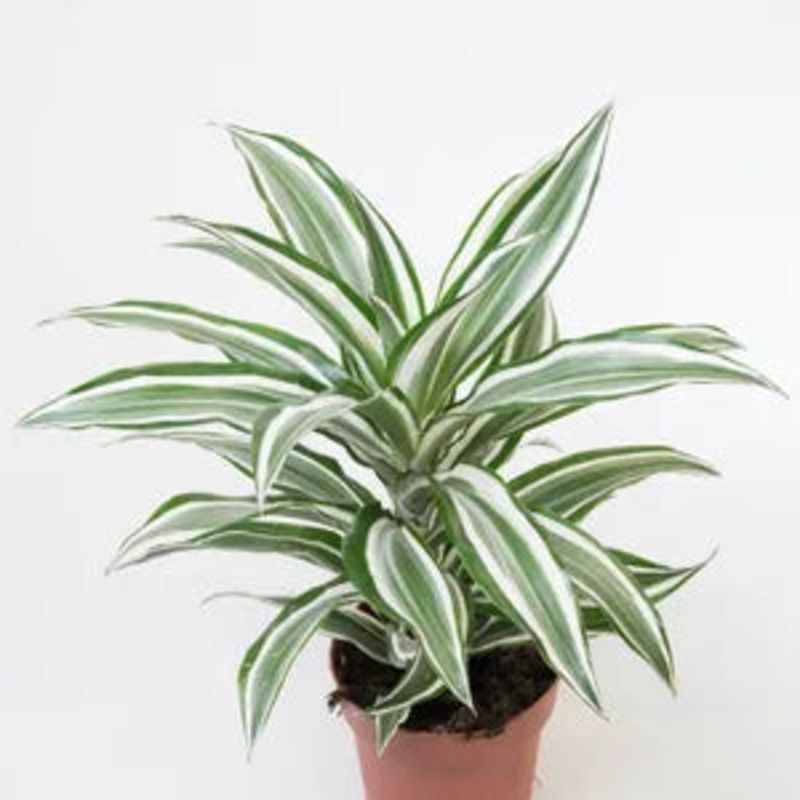 Dracaena Warneckii – Jade Jewel
