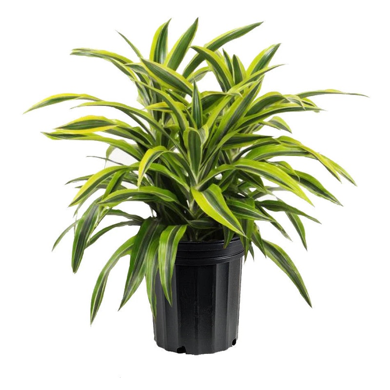 Dracaena Warneckii – Lemon Lime