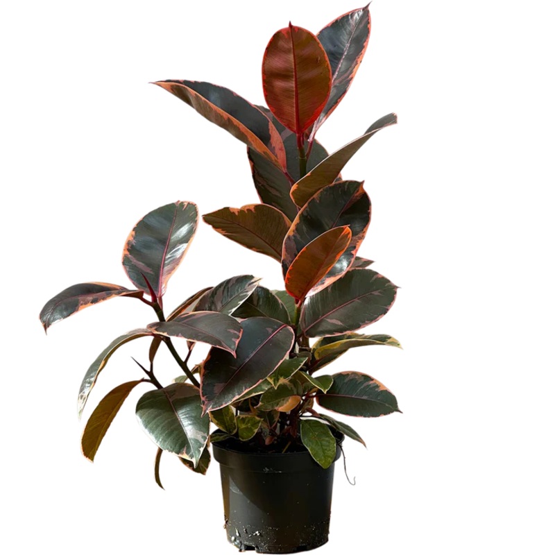 Ficus elastica – Robusta Ruby|10″
