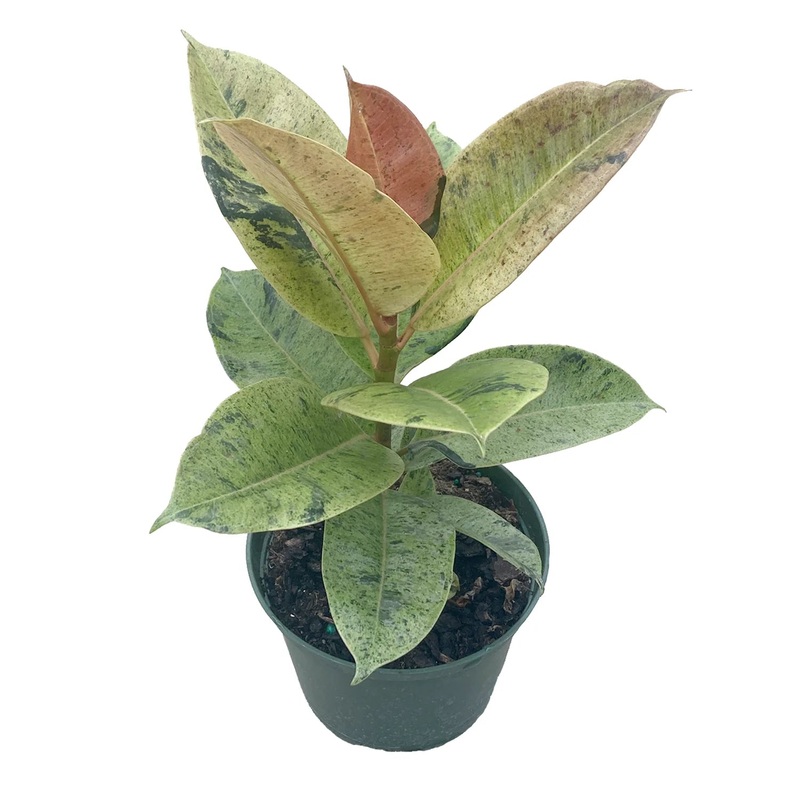 Ficus elastica – Shivereana Moonshine