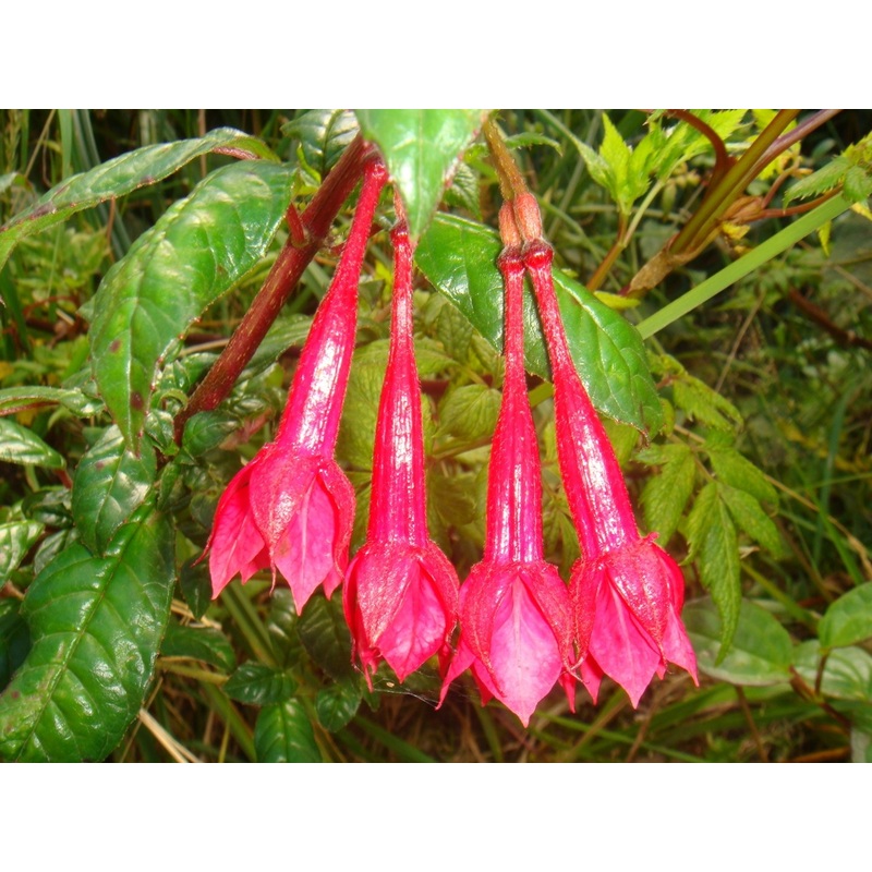 Fuchsia loxensis