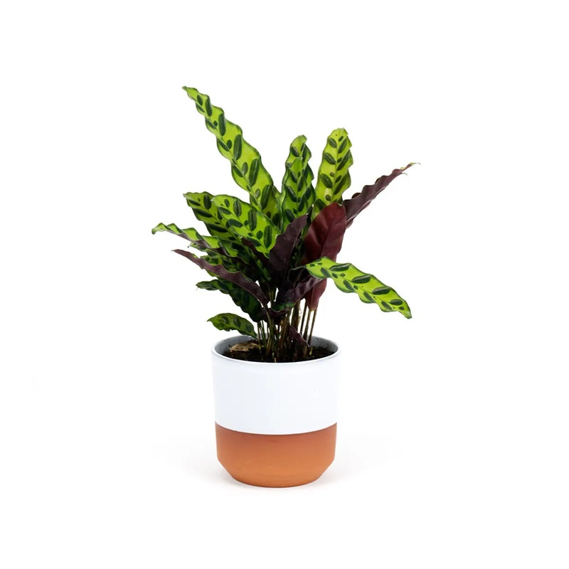 Goeppertia insignis – Rattlesnake Plant