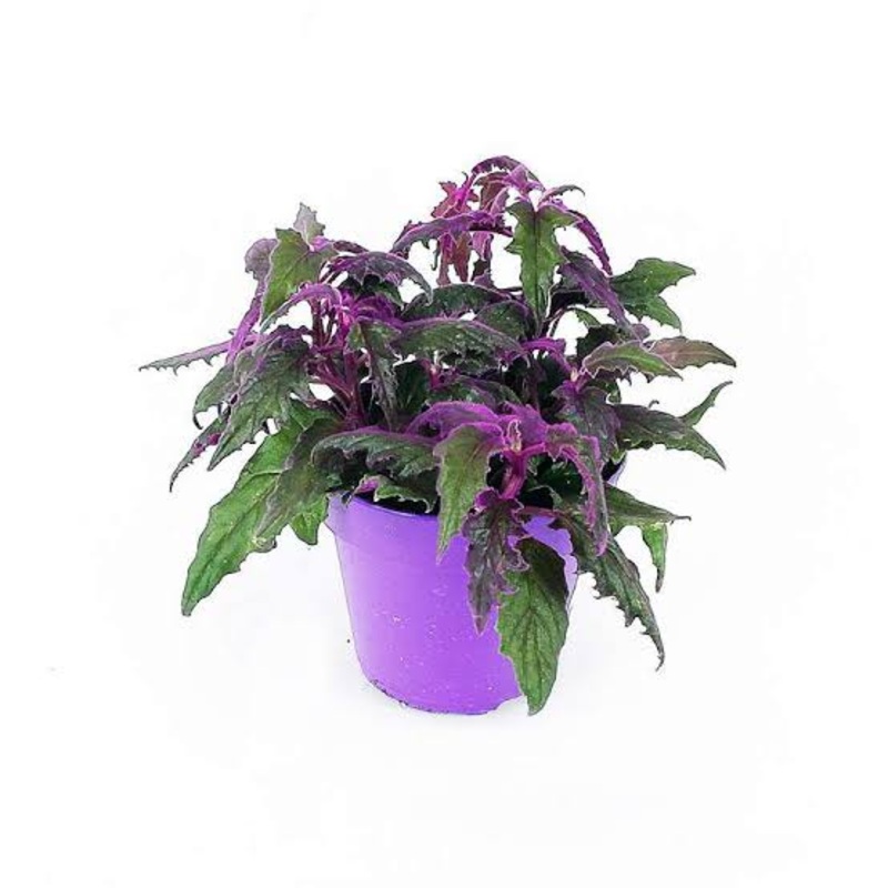 Gynura aurantiaca – Purple Passion