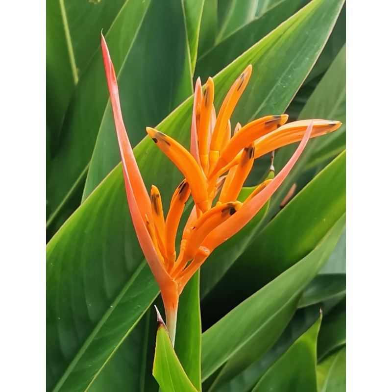 Heliconia aurantiaca|10″