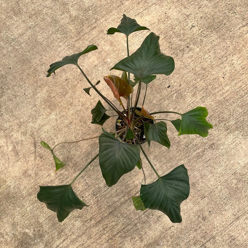 Homalomena cf aromatica ‘black’