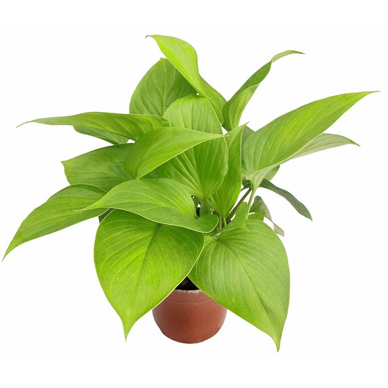 Homalomena rubescens sunshine gem