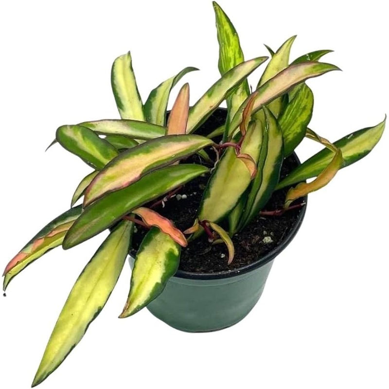 Hoya wayetti Tri Colour