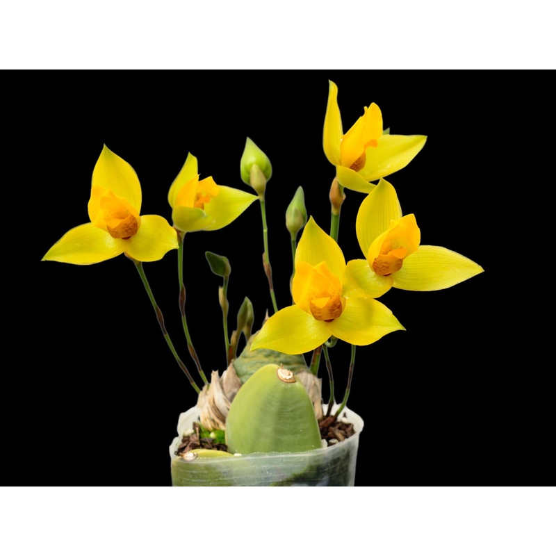 Lycaste cruenta