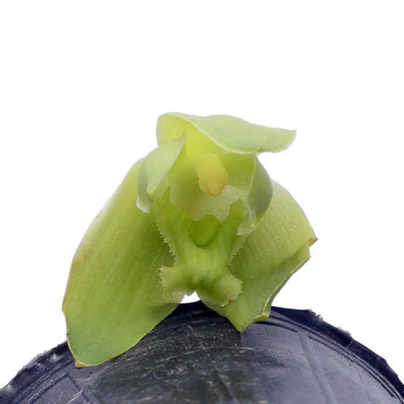 Lycaste dyeriana