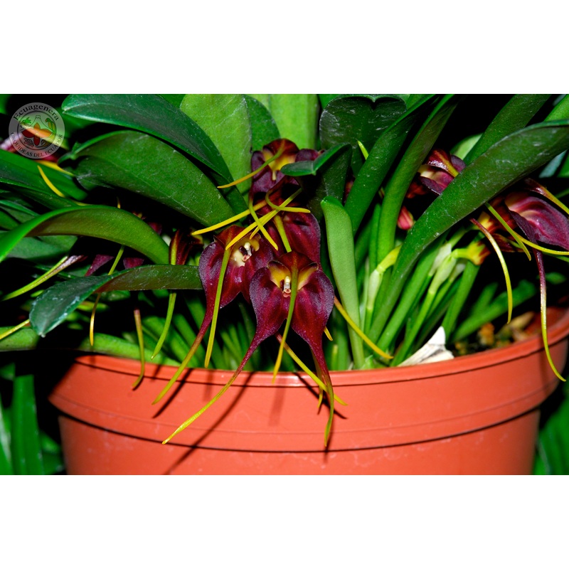 Masdevallia rolfeana