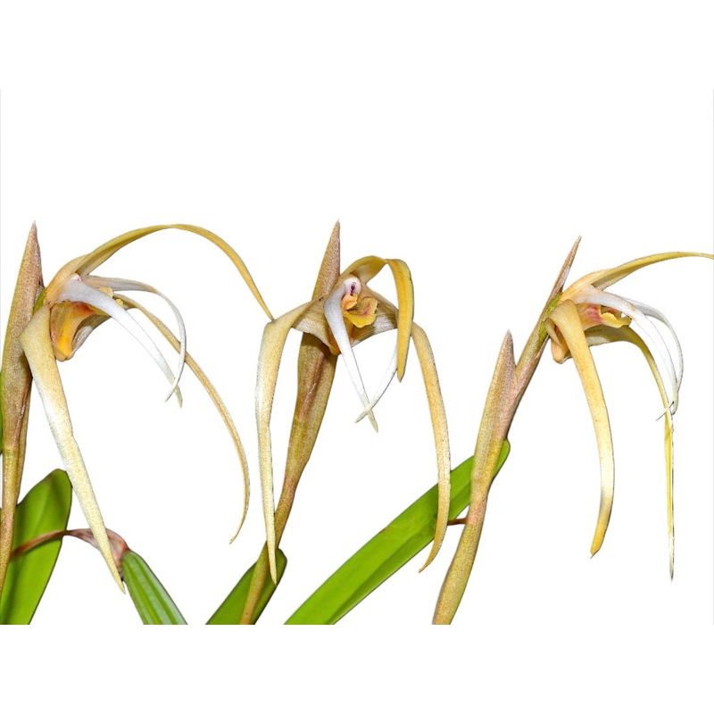 Maxillaria dalessandroi