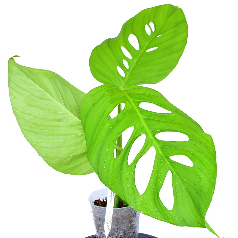 Monstera acacoyaguensis cf