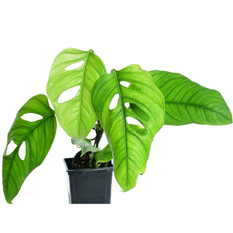 Monstera obliqua cf Pangui