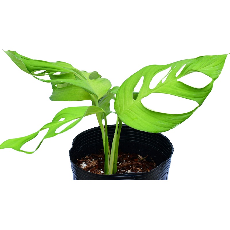Monstera sp ‘Pachicutza’