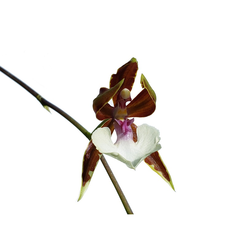 Oncidium cariniferum