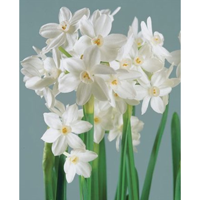 Paper White Narcissus