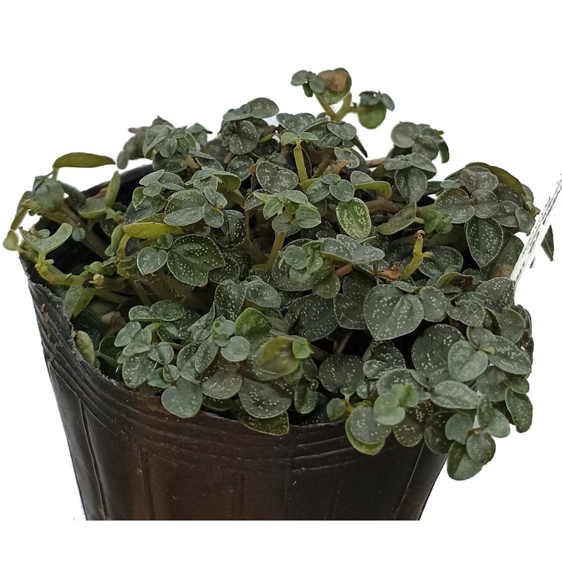 Peperomia antoniana