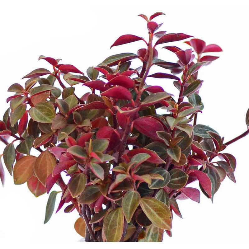 Peperomia bicolor