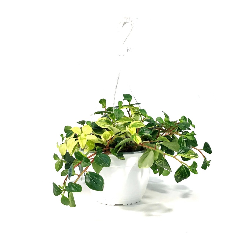 Peperomia glabella variegata – European Trailing
