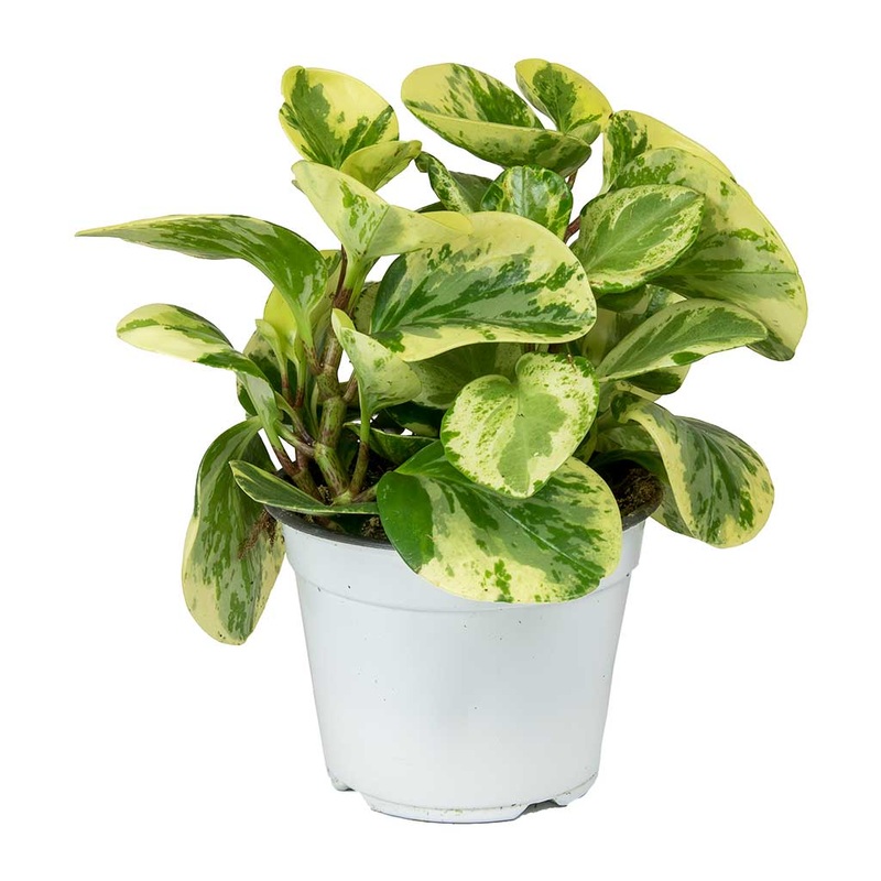 Peperomia Obtusifolia Marble|4″|4″ Citrus Twist|6″