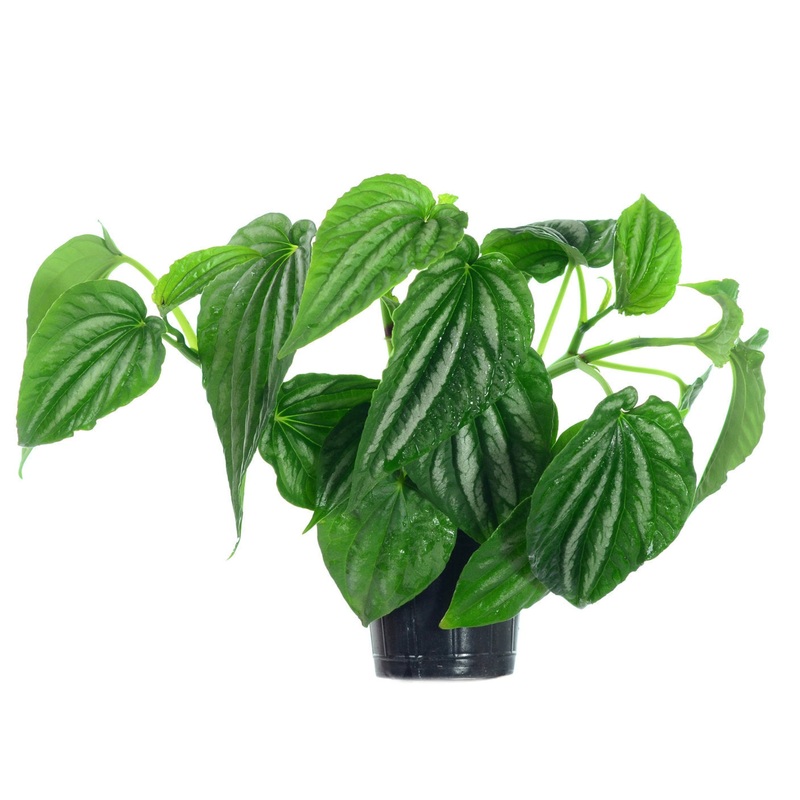 Peperomia sandersii 1