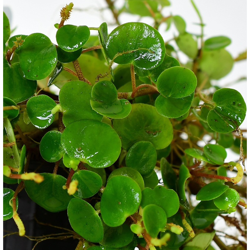 Peperomia sp ‘Orellana’