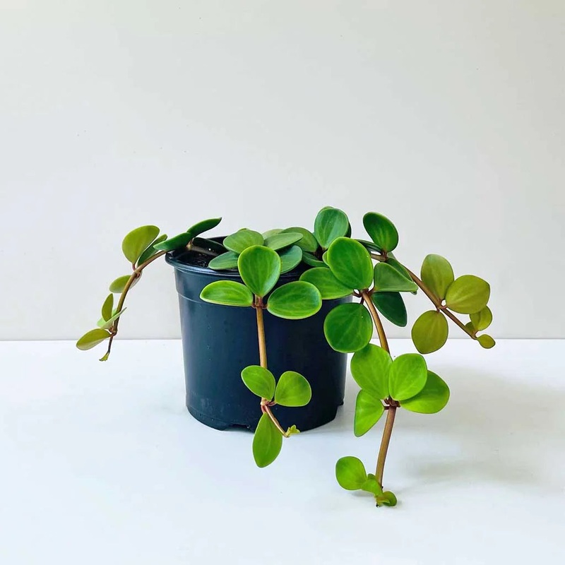 Peperomia tetraphylla – Hope|4″