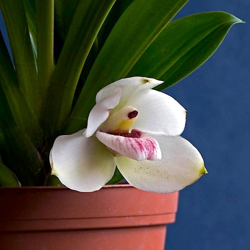 Pescatoria dayana