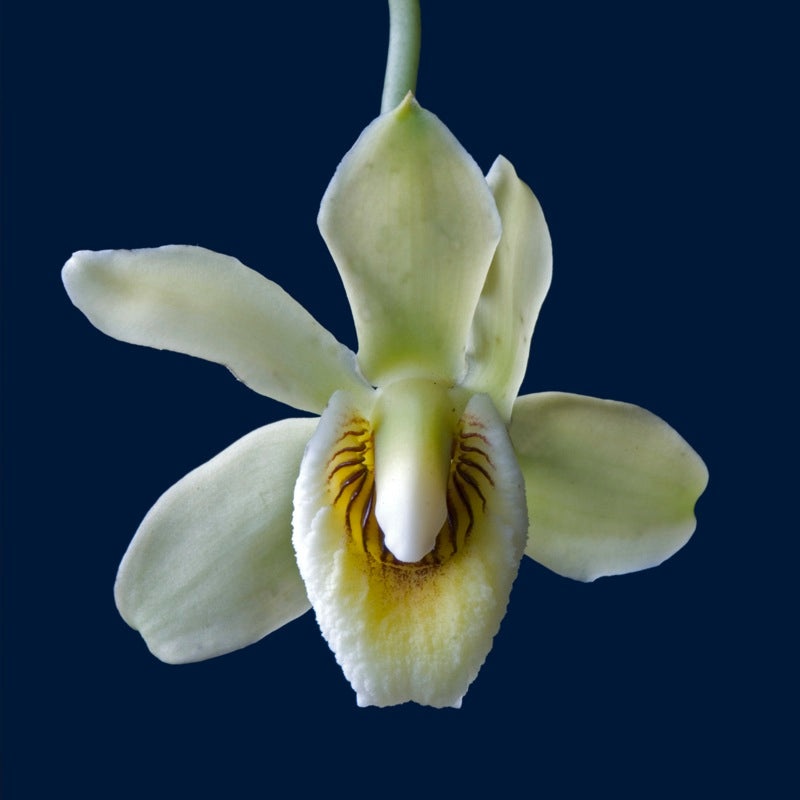 Pescatoria lamellosa