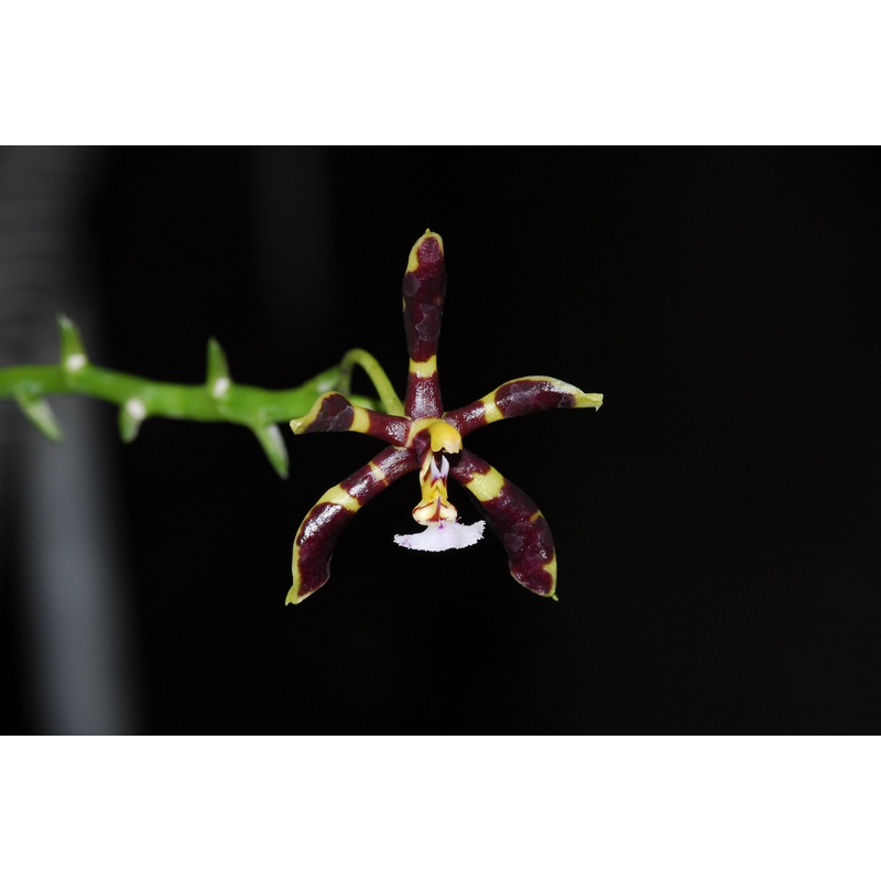 Phalaenopsis mannii