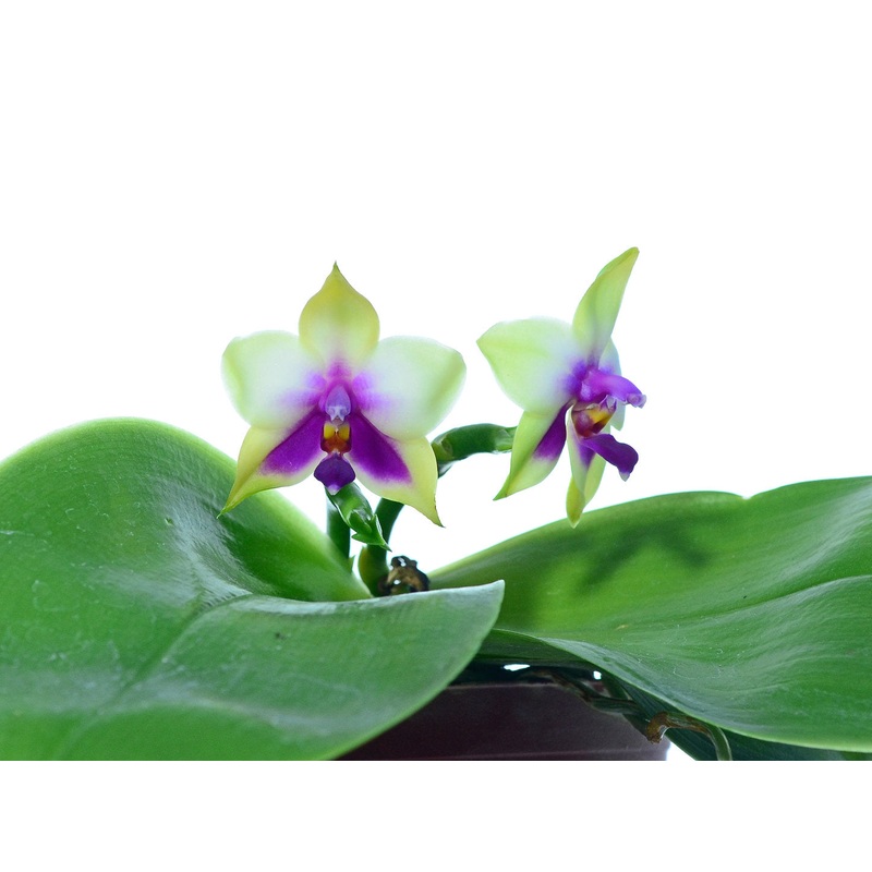 Phalaenopsis violacea