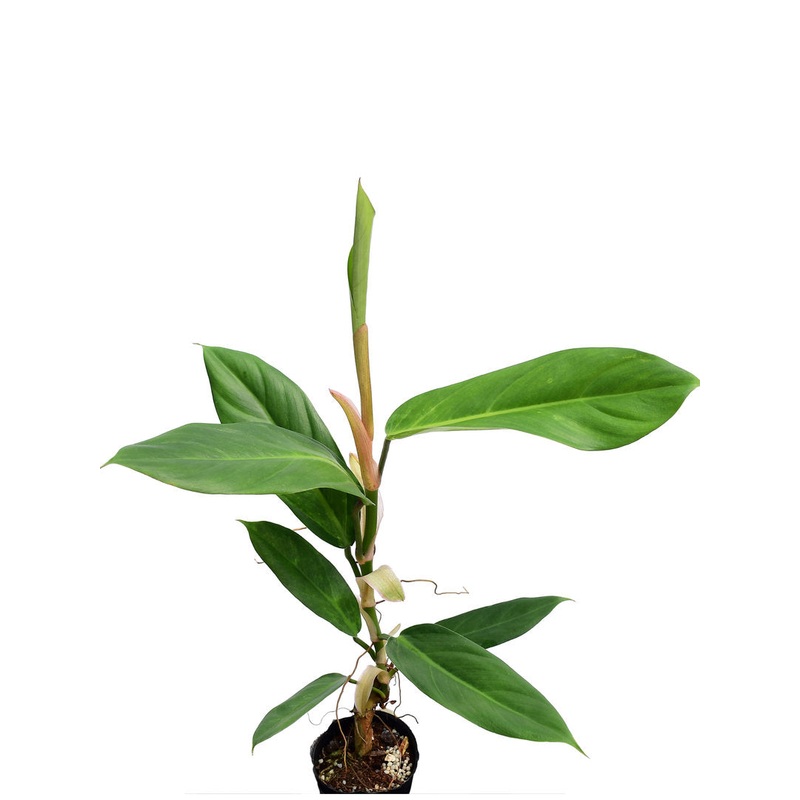 Philodendron baudoense Amazonas
