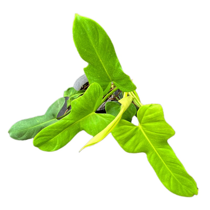 Philodendron bipennifolium ‘Gold Violin’